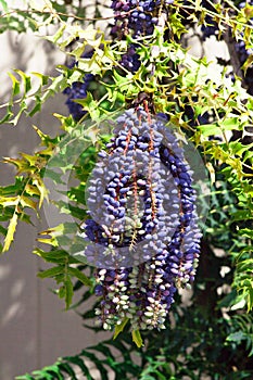 Leatherleaf Manhonia Evergreen Tree also known as Mahonia Bealei, or BealeÃ¢â¬â¢s Barberry shrub with bluish grape like clusters photo